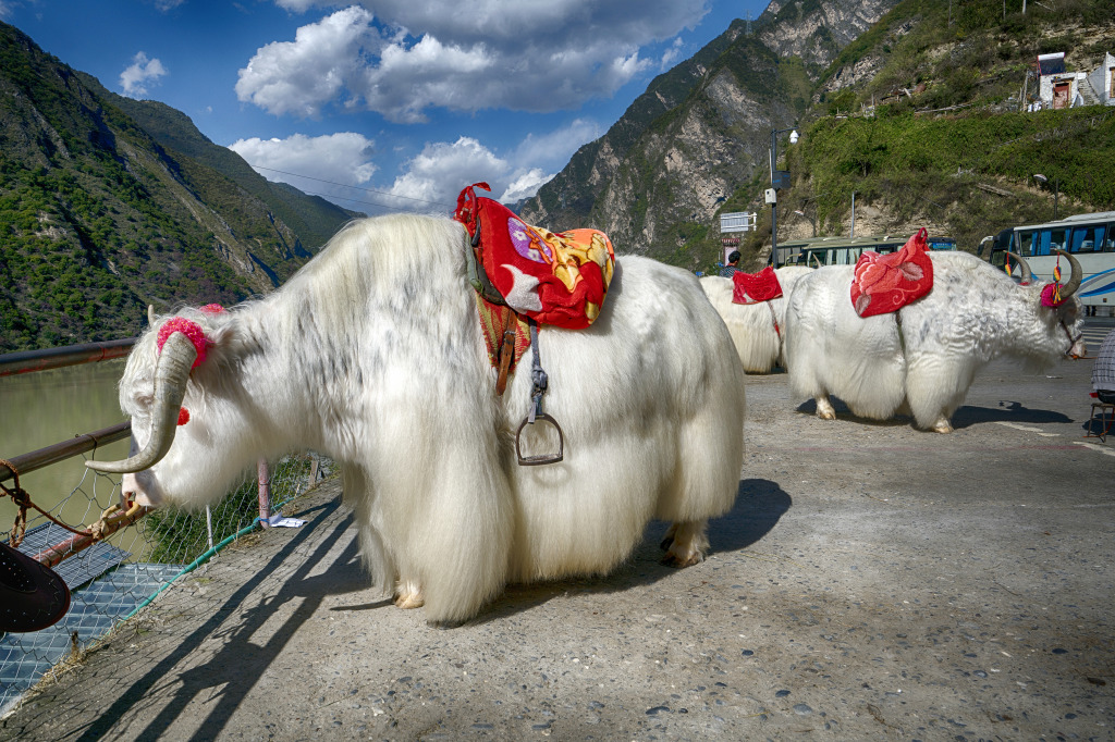 White Yaks in Szechuan, China jigsaw puzzle in Animals puzzles on TheJigsawPuzzles.com