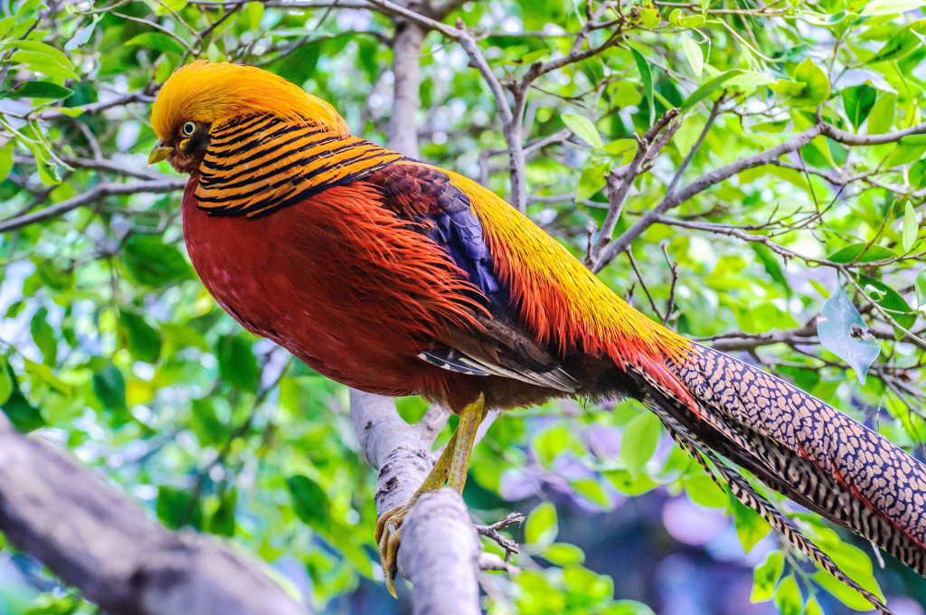 Golden Pheasant, Tenerife, Canary Islands jigsaw puzzle in Animals puzzles on TheJigsawPuzzles.com