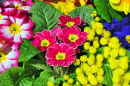 Primula Flowers with Mimosa