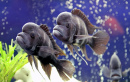 Aquarium Fish Closeup