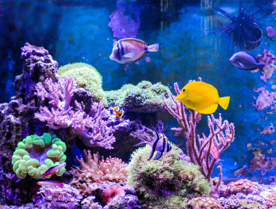 Marine Aquarium jigsaw puzzle in Under the Sea puzzles on ...