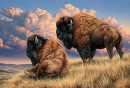 bison
