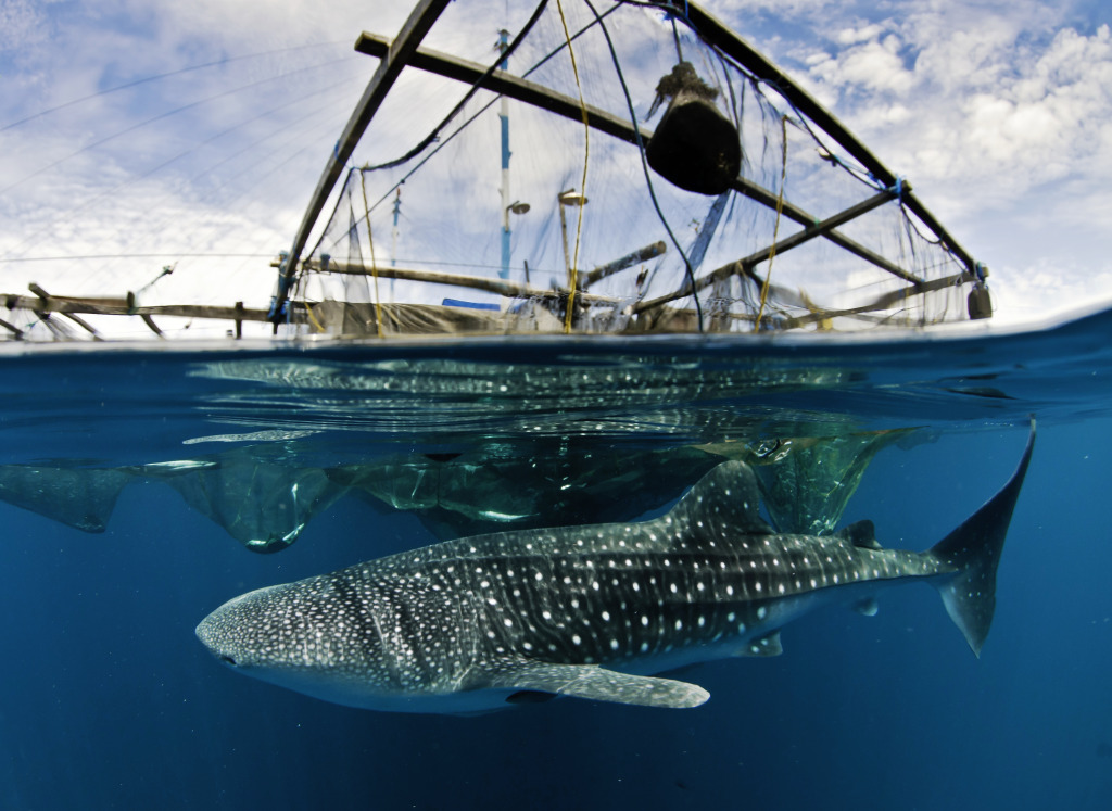 Китовая акула, Западное Папуа, Индонезия jigsaw puzzle in Подводный мир puzzles on TheJigsawPuzzles.com