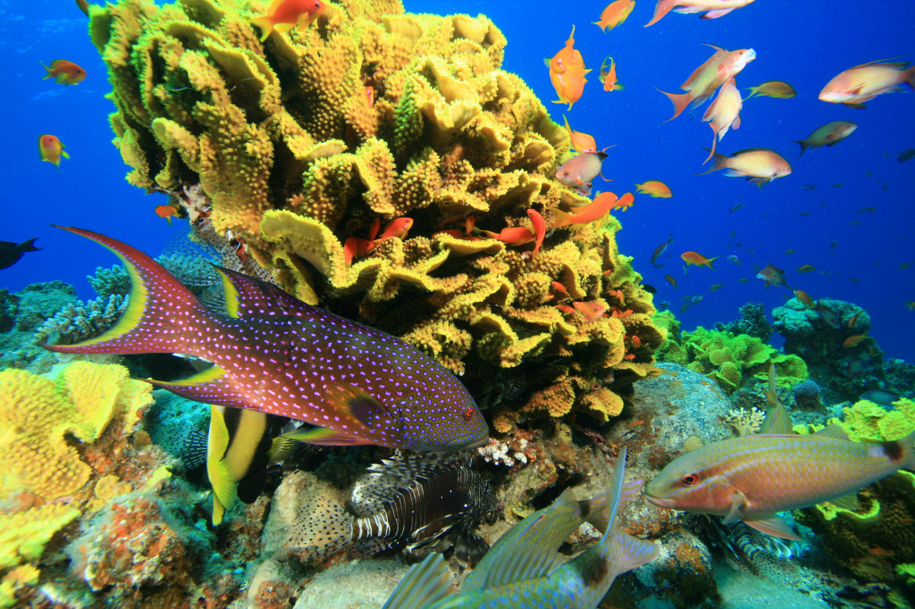 Тропический коралловый риф jigsaw puzzle in Подводный мир puzzles on TheJigsawPuzzles.com