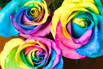 Rainbow Roses jigsaw puzzle in Puzzle of the Day puzzles on ...