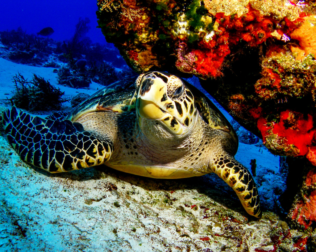 Tortue Hawksbill, Cozumel, Mexique jigsaw puzzle in Sous les mers puzzles on TheJigsawPuzzles.com