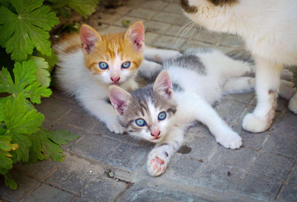 Cute Kittens jigsaw puzzle in Animals puzzles on TheJigsawPuzzles.com