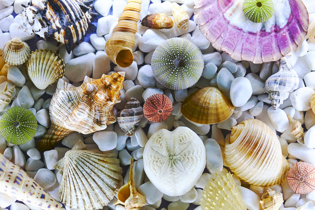 Seashell Collection jigsaw puzzle in Puzzle of the Day puzzles on TheJigsawPuzzles.com