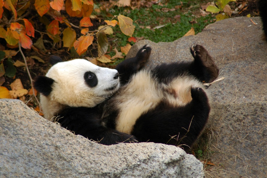 Tai Shan jigsaw puzzle in Animals puzzles on TheJigsawPuzzles.com