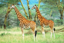 Giraffes in the Lake Nakuru NP, Kenya