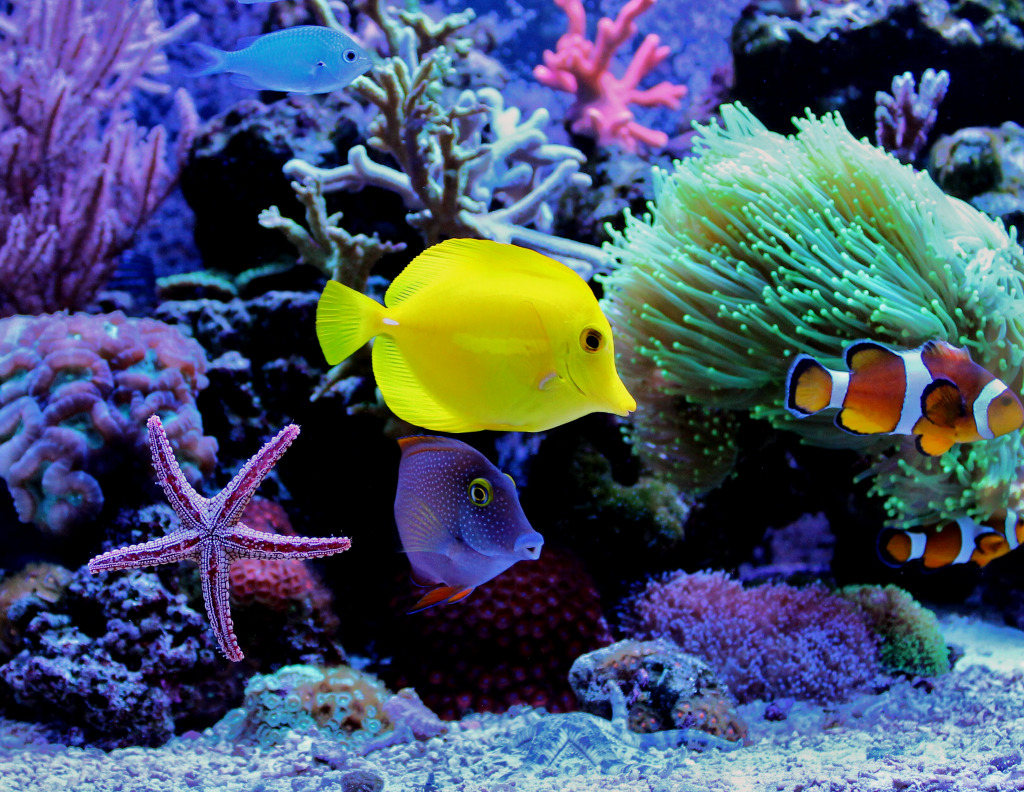 Récifs de corail dans un aquarium jigsaw puzzle in Sous les mers puzzles on TheJigsawPuzzles.com