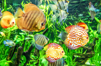 Fish in the Aquarium jigsaw puzzle in Under the Sea puzzles on ...