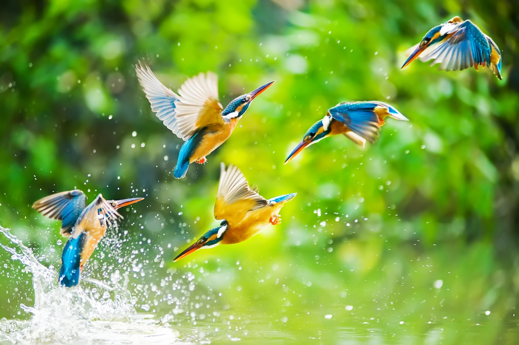 Kingfisher jigsaw puzzle in Animals puzzles on TheJigsawPuzzles.com