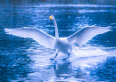 Landing Whooper Swan