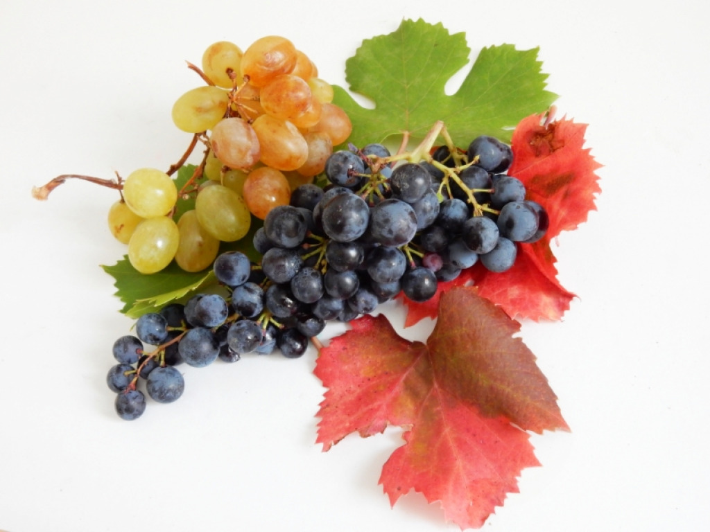 autunno jigsaw puzzle in finferlo puzzles on TheJigsawPuzzles.com