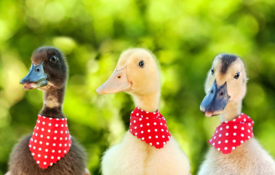 Three Cute Ducklings Jigsaw Puzzle In Macro Puzzles On Thejigsawpuzzles.com