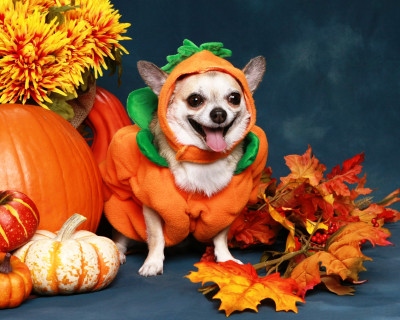 Chihuahua Dressed Up as a Pumpkin jigsaw puzzle in Halloween puzzles on ...