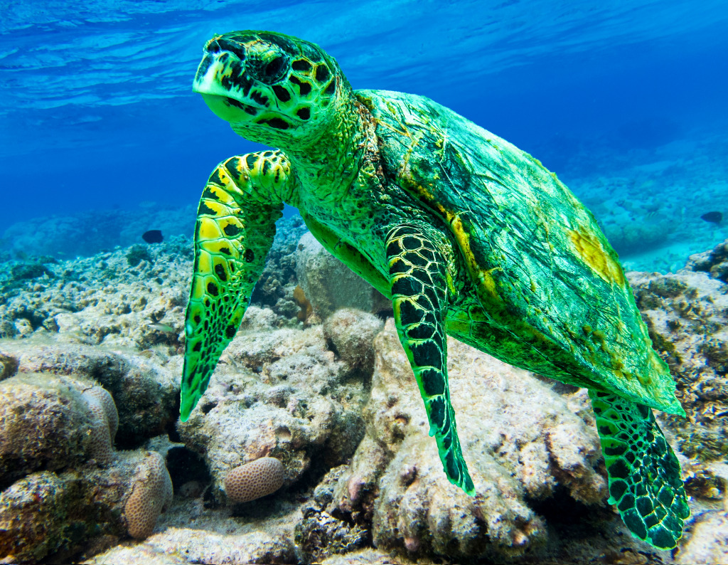 Tortue de mer Hawksbill jigsaw puzzle in Sous les mers puzzles on TheJigsawPuzzles.com