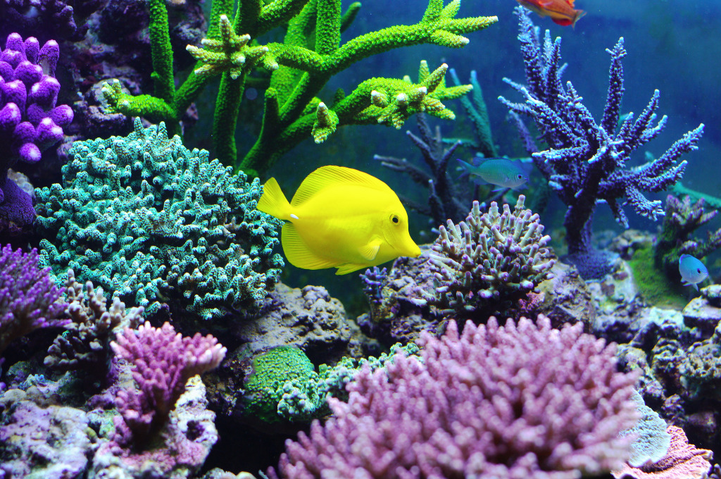Tang jaune dans un aquarium jigsaw puzzle in Sous les mers puzzles on TheJigsawPuzzles.com