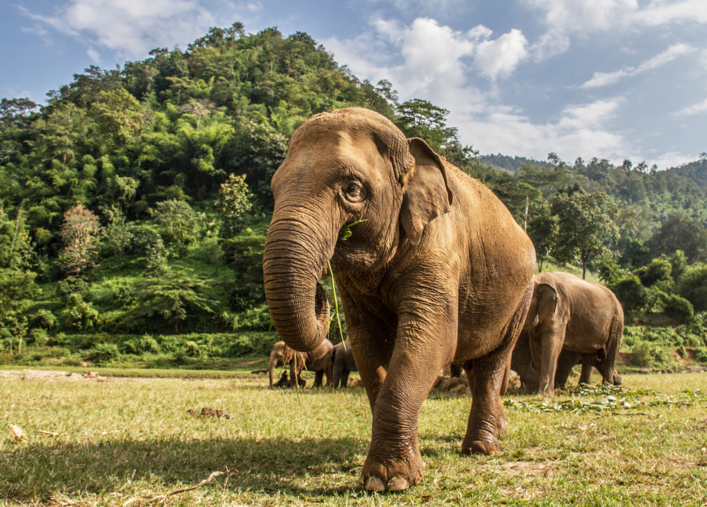 Elefanten Naturpark, Chiang Mai, Thailand jigsaw puzzle in Tiere puzzles on TheJigsawPuzzles.com