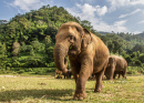 Chiang Mai's Elephant Nature Park, Thailand
