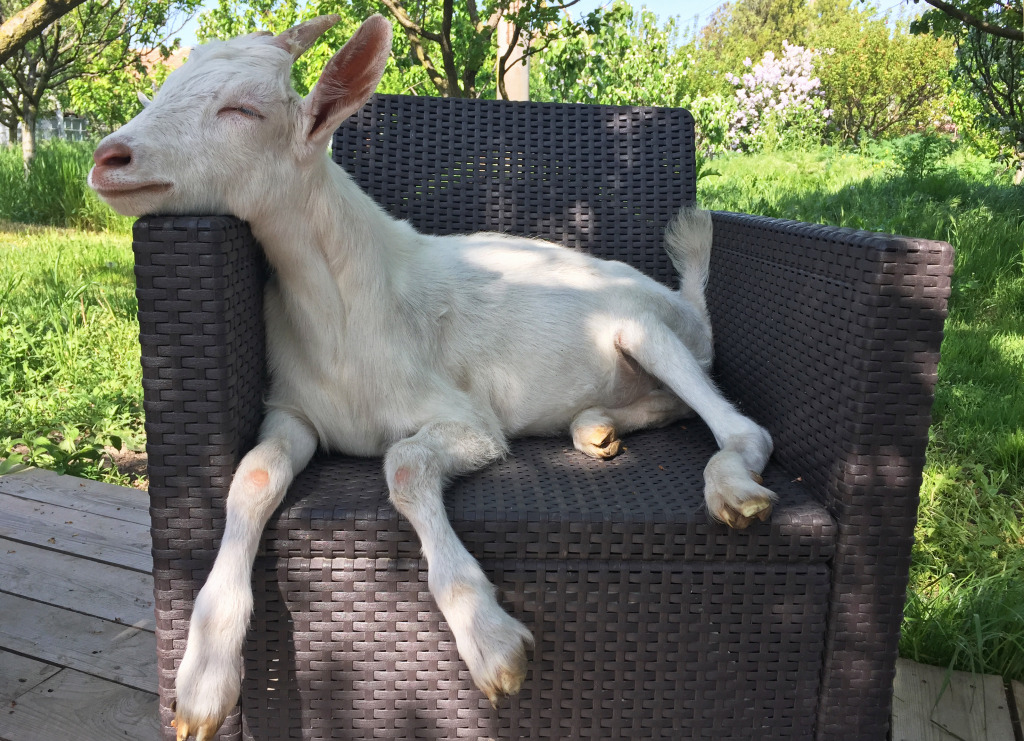 Kid Goat on a Garden Chair jigsaw puzzle in Animals puzzles on TheJigsawPuzzles.com