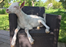 Kid Goat on a Garden Chair