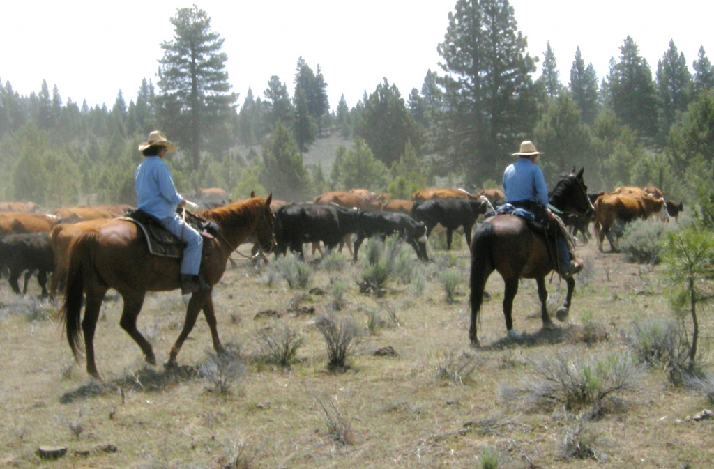 Cattle and J&C jigsaw puzzle in Clarice Rinard puzzles on TheJigsawPuzzles.com
