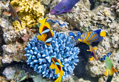 Corals and Tropical Fish jigsaw puzzle in Under the Sea puzzles on ...
