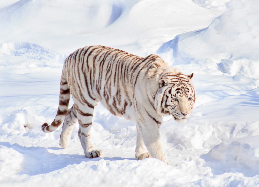 White Bengal Tiger jigsaw puzzle in Animals puzzles on TheJigsawPuzzles.com