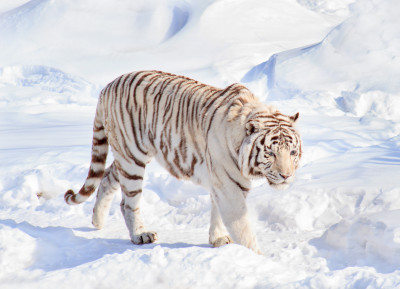 White Bengal Tiger jigsaw puzzle in Animals puzzles on TheJigsawPuzzles ...