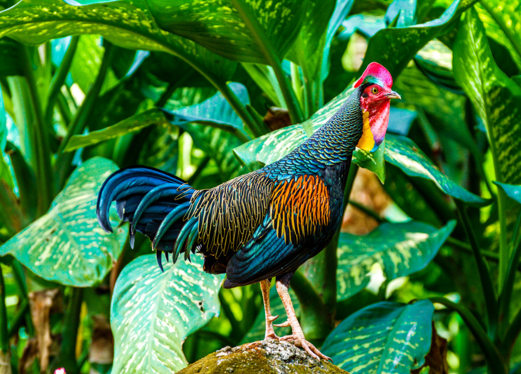 Poulets sauvages, Bali, Indonésie jigsaw puzzle in Animaux puzzles on TheJigsawPuzzles.com