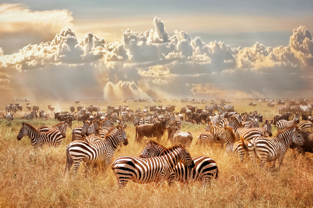 Afrikanische wilde Zebras jigsaw puzzle in Tiere puzzles on TheJigsawPuzzles.com
