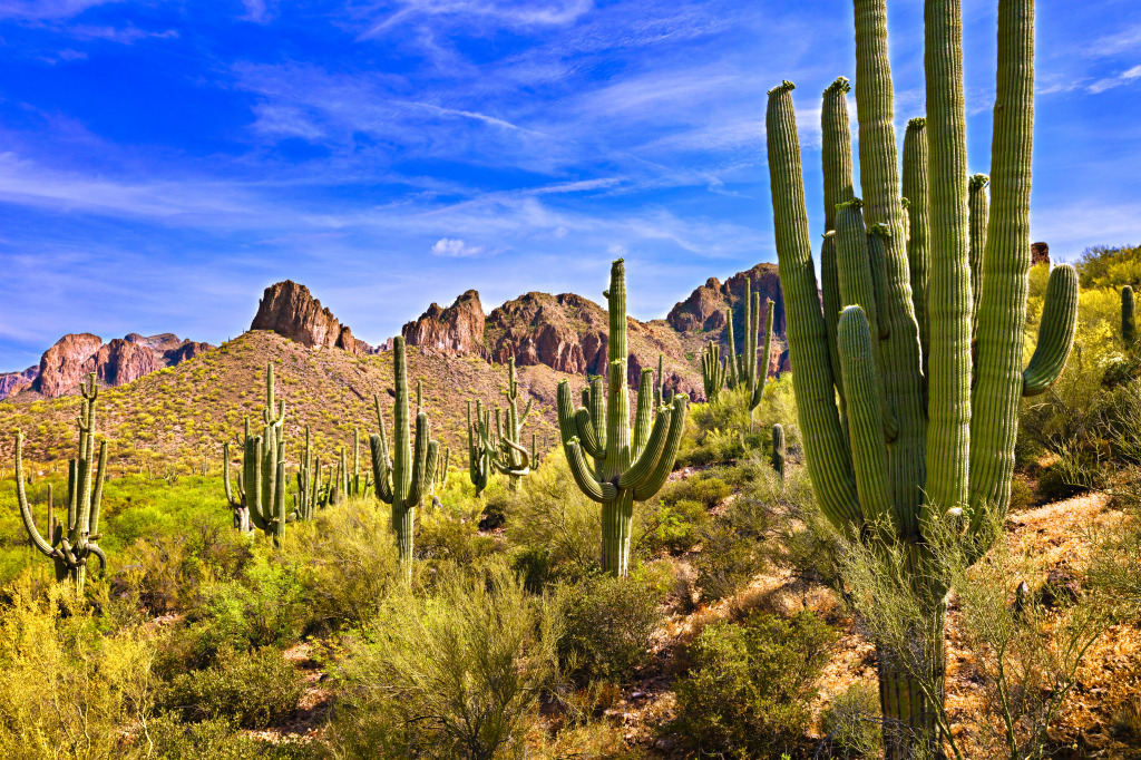 Blooming Saguaros in Sonoran Desert, Arizona jigsaw puzzle in Great Sightings puzzles on TheJigsawPuzzles.com
