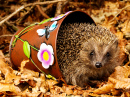 Hedgehog in a Bucket