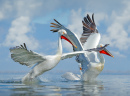 Pelicans in Lake Kerkini, Greece