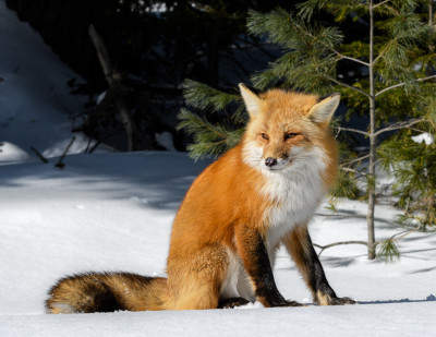 Red Fox jigsaw puzzle in Animals puzzles on TheJigsawPuzzles.com (#6766938)