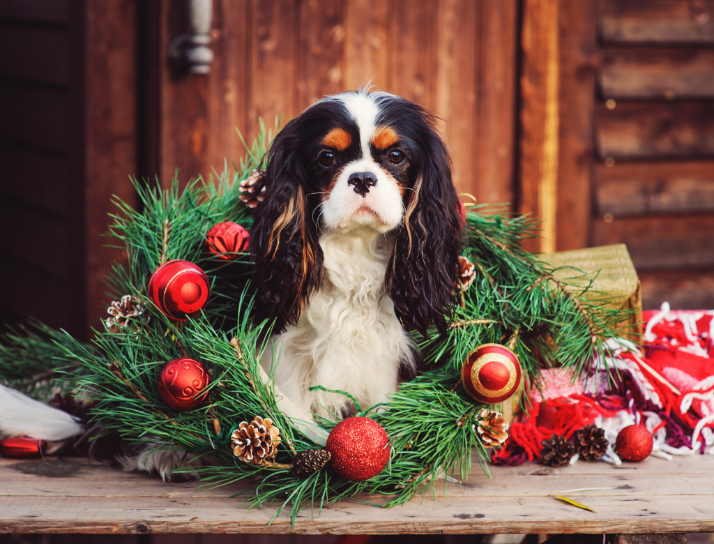 Cavalier King Charles Spaniel jigsaw puzzle in Christmas & New Year puzzles on TheJigsawPuzzles.com