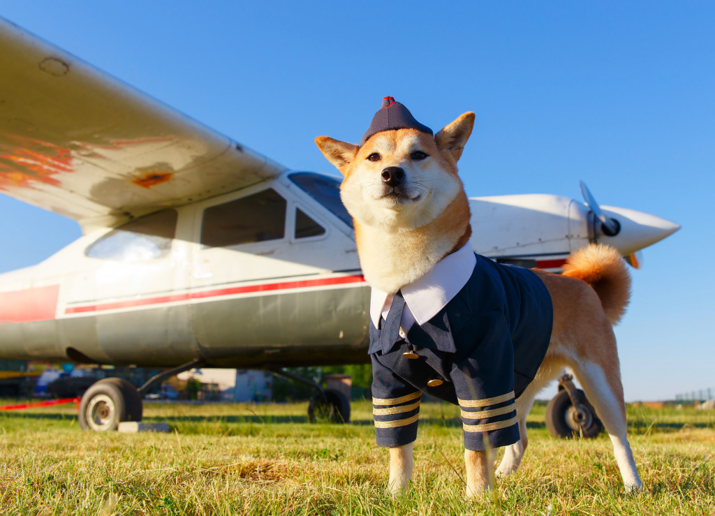 Akita Inu Dog at the Airport jigsaw puzzle in Aviation puzzles on TheJigsawPuzzles.com