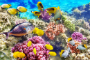 Corals and Tropical Fish