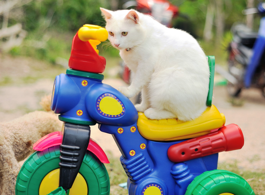 Белый котенок на игрушечном мотоцикле jigsaw puzzle in Пазл дня puzzles on TheJigsawPuzzles.com