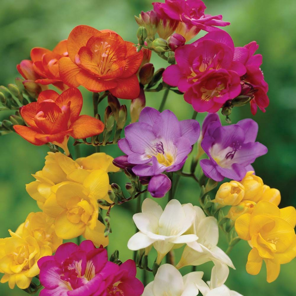 freesias a7dc0e3d90a0f3b86846bef6df85dd73 jigsaw puzzle in Tim Orchard puzzles on TheJigsawPuzzles.com