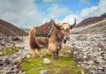 Yak on the Way to Everest Base Camp