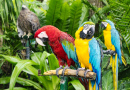 Scarlet and Blue-and-Yellow Macaws