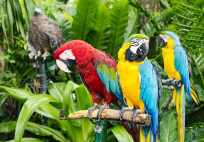 Scarlet and Blue-and-Yellow Macaws jigsaw puzzle in Animals puzzles on ...