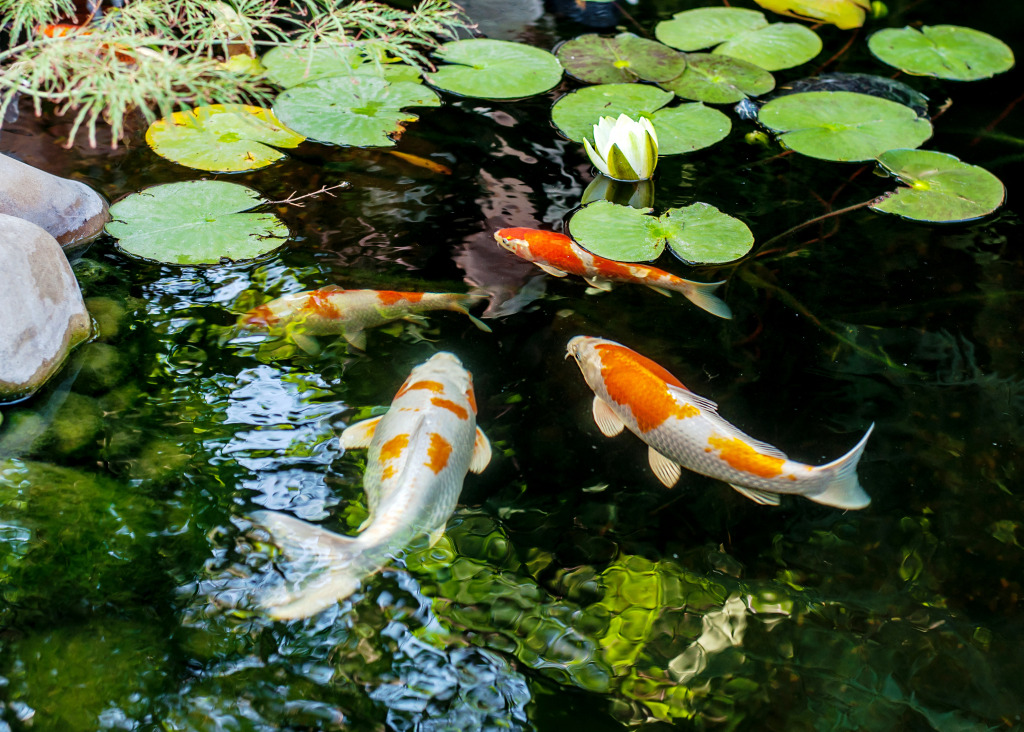 Decorative Fish in the Pond jigsaw puzzle in Under the Sea puzzles on TheJigsawPuzzles.com