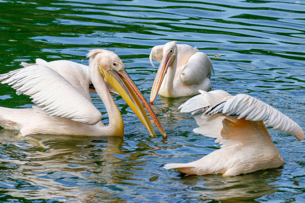 Стая пеликанов, ловящих рыбу в озере jigsaw puzzle in Животные puzzles on TheJigsawPuzzles.com