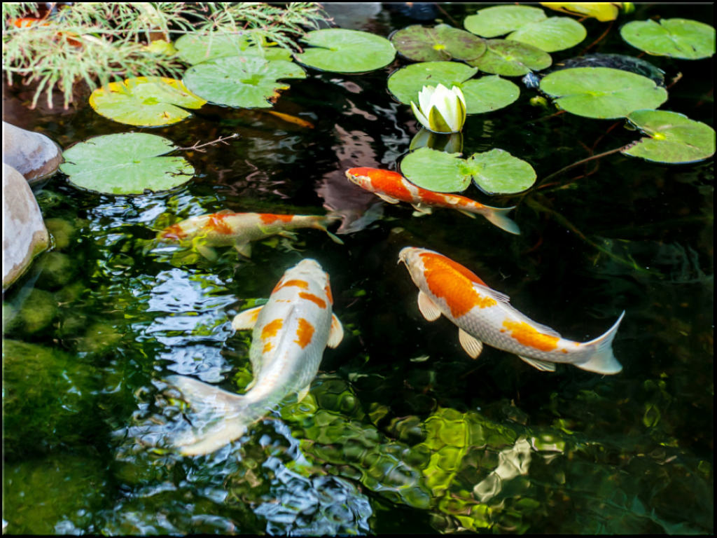 koi jigsaw puzzle in Tim Orchard puzzles on TheJigsawPuzzles.com