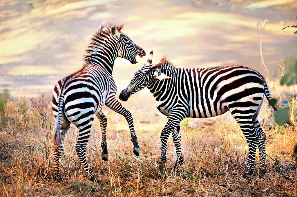 Wildes Zebra auf dem afrikanischen Flachland jigsaw puzzle in Tiere puzzles on TheJigsawPuzzles.com