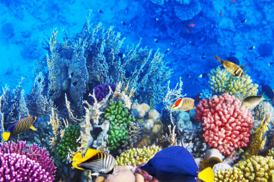 Corals and Fish in the Red Sea jigsaw puzzle in Under the Sea puzzles ...
